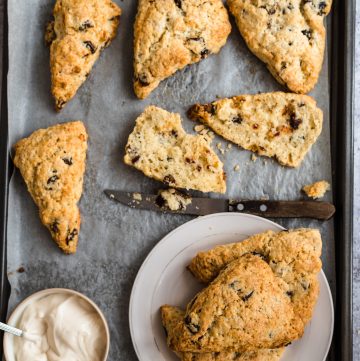 Tray of baked date scones on parchment paper with cream